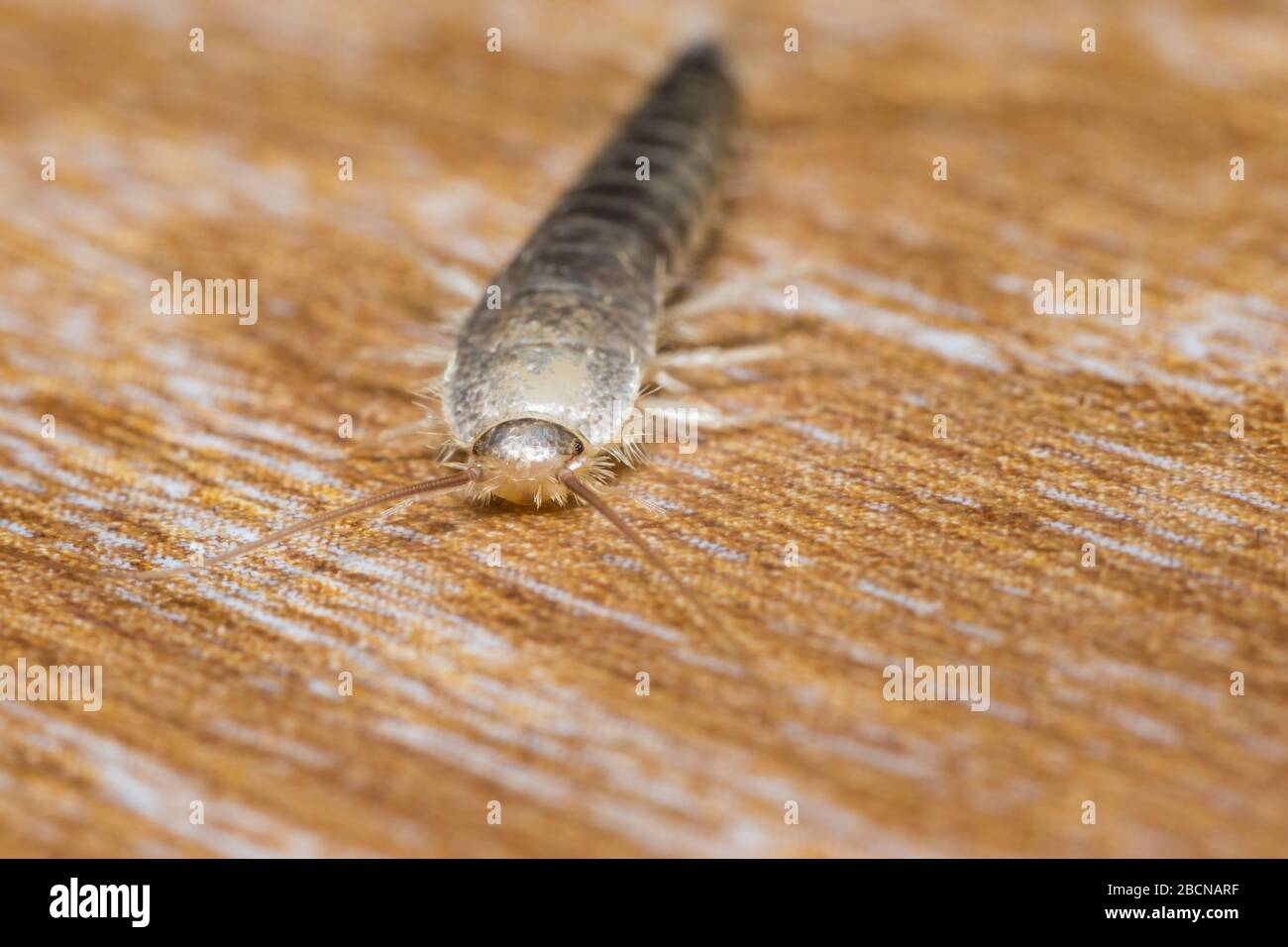 Silverfish hi-res stock photography and images - Alamy