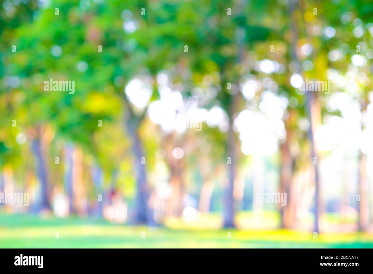 Công viên mơ màng với ánh sáng hoàng hôn xanh lá cây - Một nền DSLR của công viên với cảnh cây xanh mơ màng, ánh sáng hoàng hôn lấp lánh sẽ khiến người xem những cảm xúc yên bình và tĩnh lặng. Bức ảnh này sẽ có hiệu ứng thú vị với người xem.