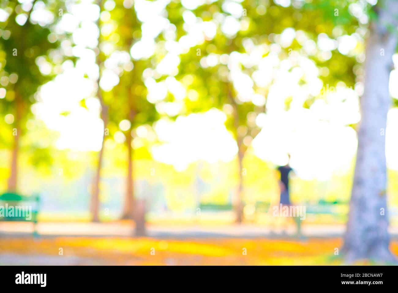 Abstract blurred green tree park sunset light nature background Stock ...