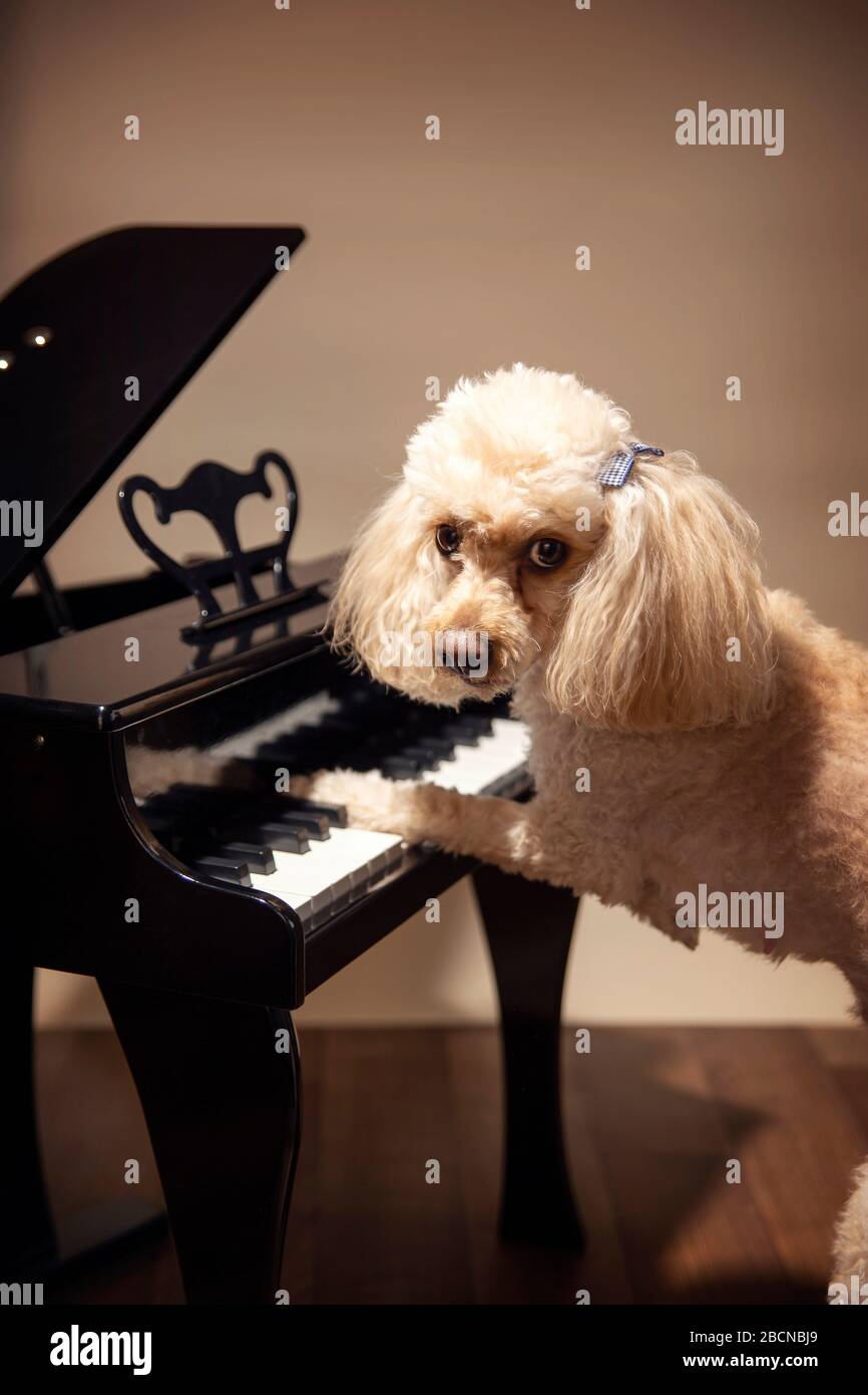 Cute dog playing the piano. Its a little maltipoodle breed learning to ...