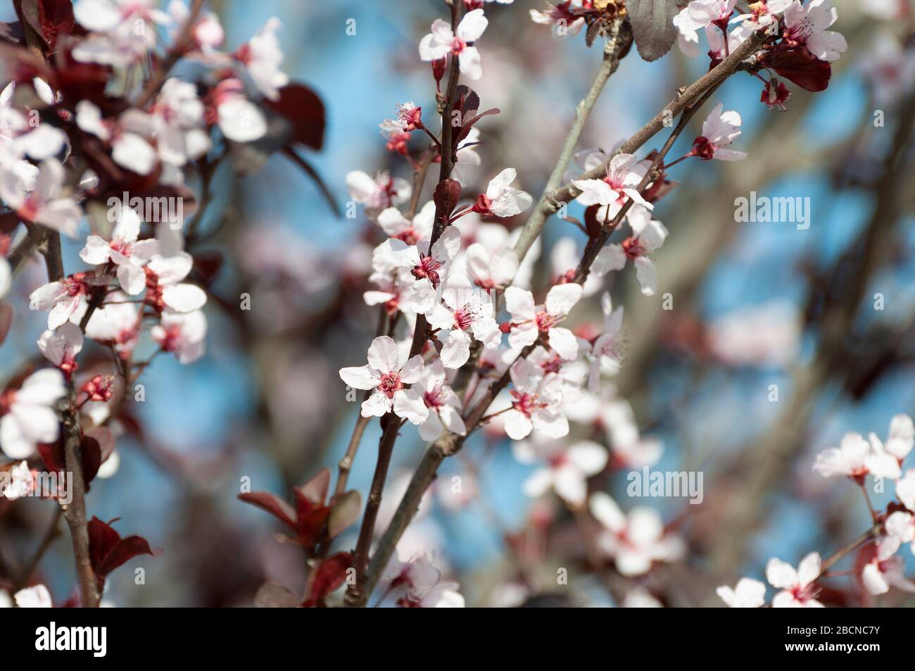 Black myrobalan hi-res stock photography and images - Alamy