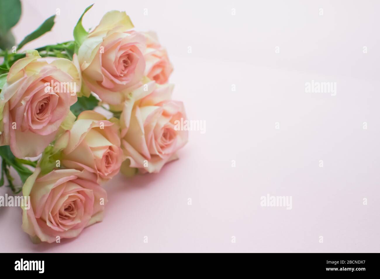 Pink roses on pink background. close-up. copyspace Stock Photo