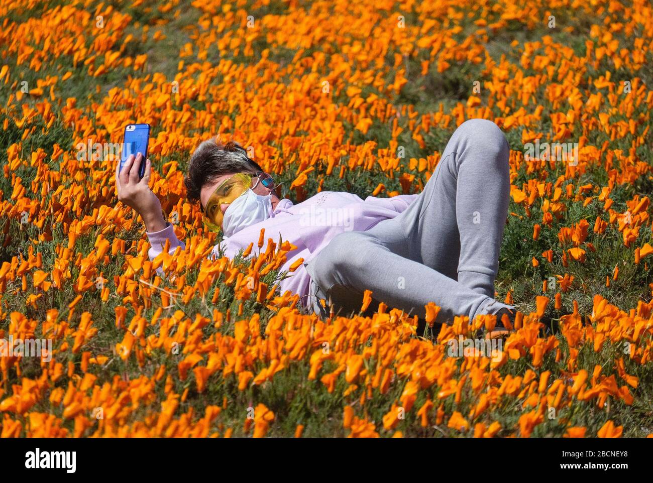 California Poppy Festival ™