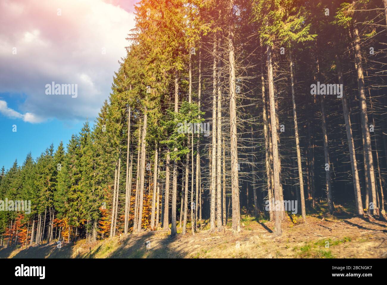 Tall dense vegetation hi-res stock photography and images - Alamy
