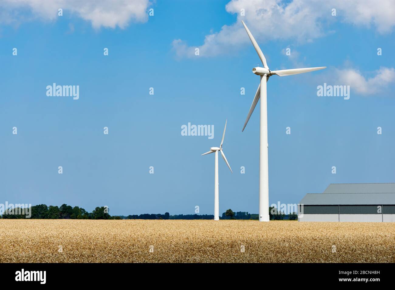 Wind turbines and modern agricultural barn in a golden yellow wheat ...