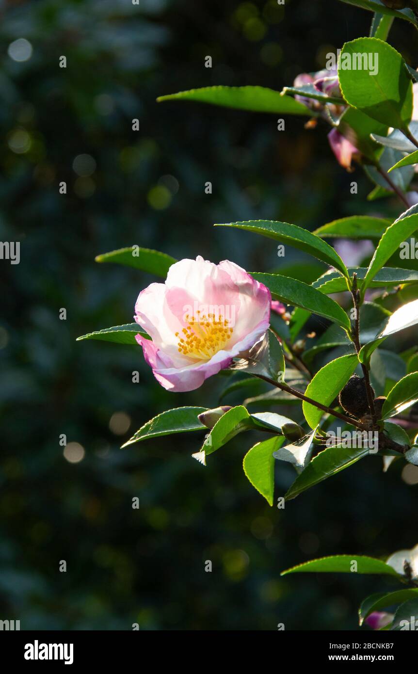 mountain Camellia flower. evergreen plant of the family Theaceae. Camellia sinensis or Tea Bush Stock Photo