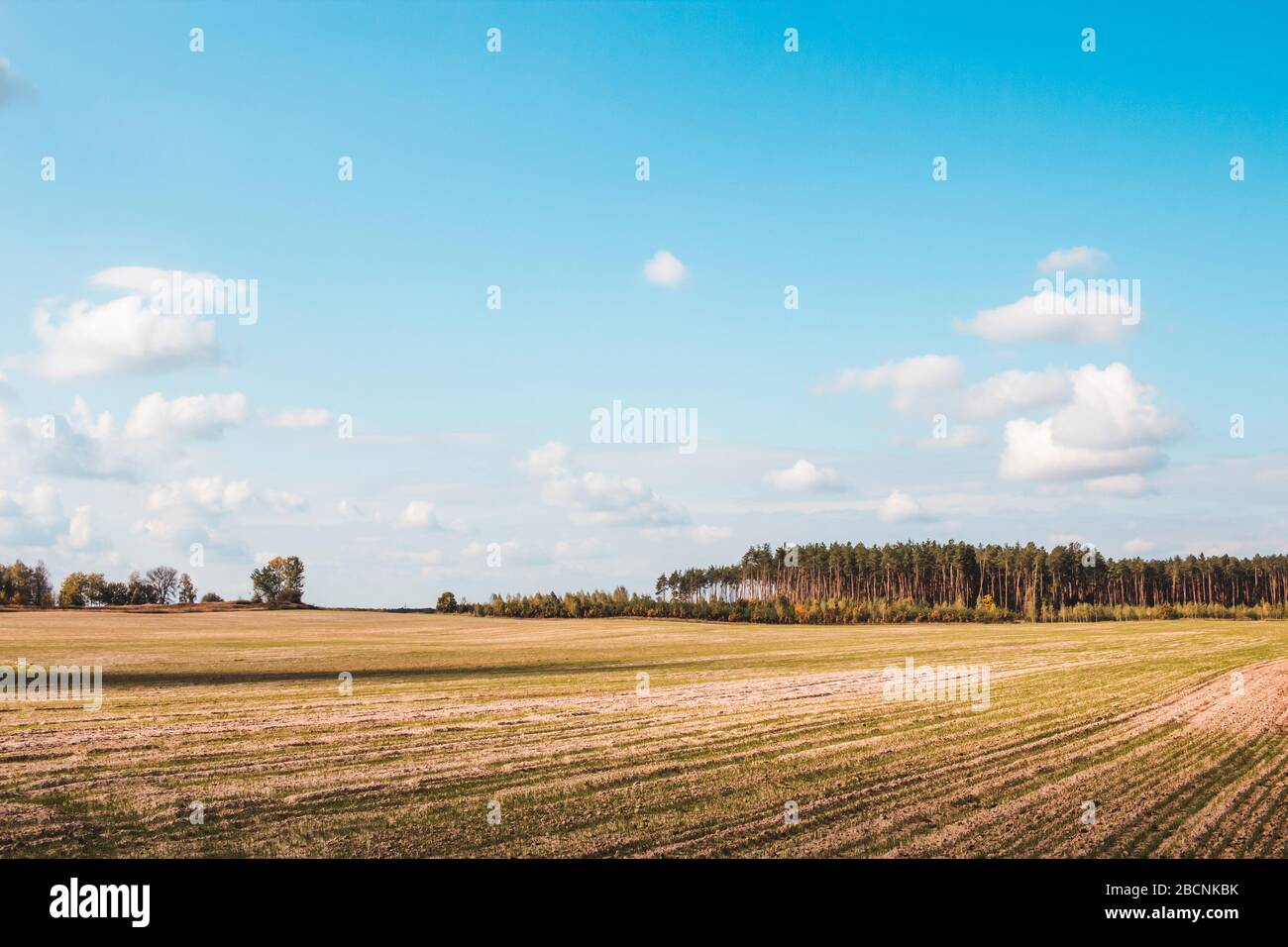 Field after harvest. Pine forest on the horizon. Blue sky. Stock Photo