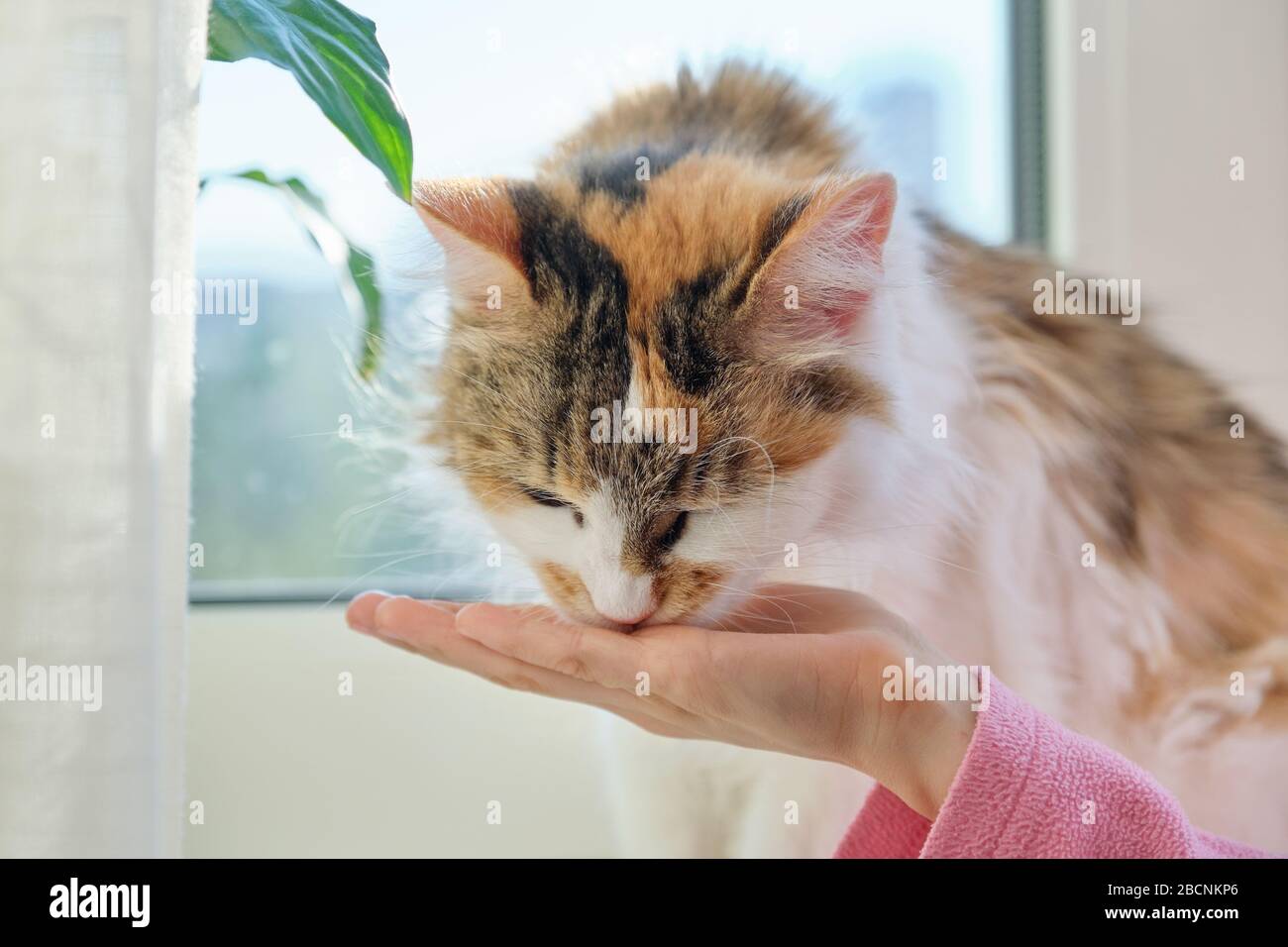 Domestic cat eats dry food from the hands of hild girl Stock Photo