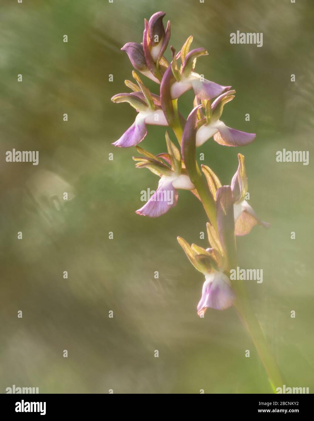 beautiful wild orchid in spring backlit. anacamptis collina Stock Photo