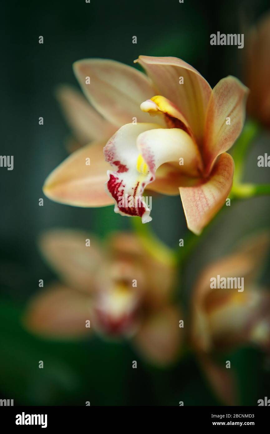 Exotic orange Orchidea flowers in botanical garden.Beautiful