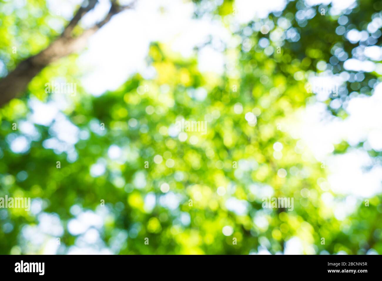 Blurred green yellow tree leave with bokeh background nature landscape  Stock Photo - Alamy