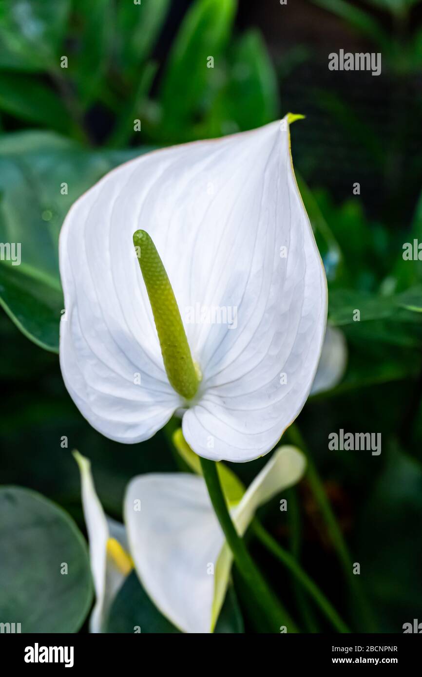 monstera deliciosa variegata albo half moon Monstera albo variegata HALFMOON main image 1