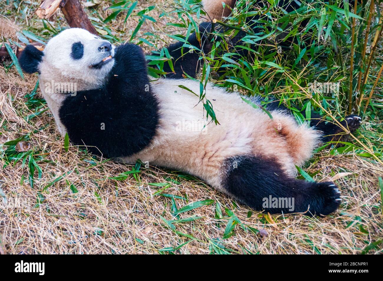 A giant panda munching on bamboo at the Giant Panda Breeding Research ...