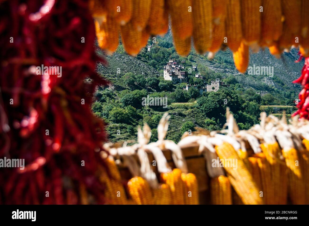 Chilies and corn drying on a roof in the Tibetan village of Suopo in the former Kham kingdom now part of Danba, Sichuan Province, China. Stock Photo