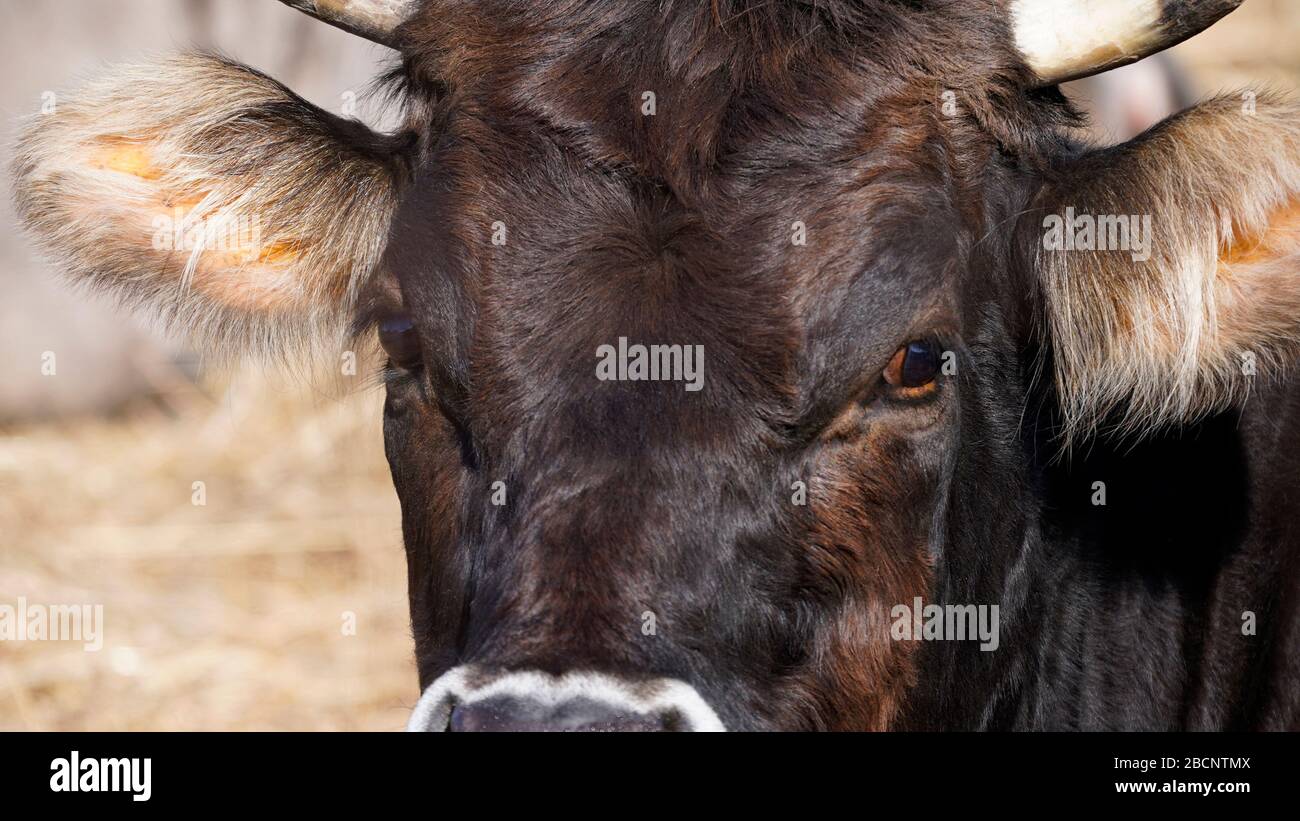 Muzzle Company of Animals Brown 10