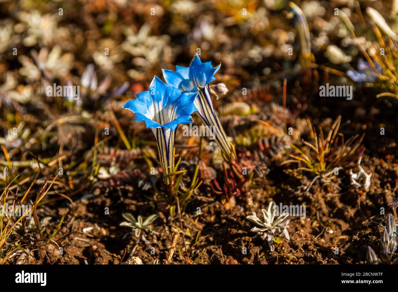 A high altitude flower of the gentiana family possibly gentiana crassuloides taken at around 4,000m high near Kangding Airport, Sichuan, China. Stock Photo