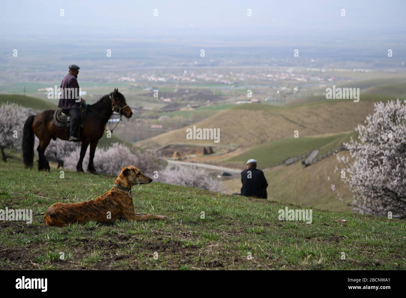 Ili, China's Xinjiang Uygur Autonomous Region. 4th Apr, 2020. Herdsmen are seen at a valley with blossoming apricot trees in Xinyuan County of Ili Kazakh Autonomous Prefecture, northwest China's Xinjiang Uygur Autonomous Region, on April 4, 2020. Credit: Song Yanhua/Xinhua/Alamy Live News Stock Photo