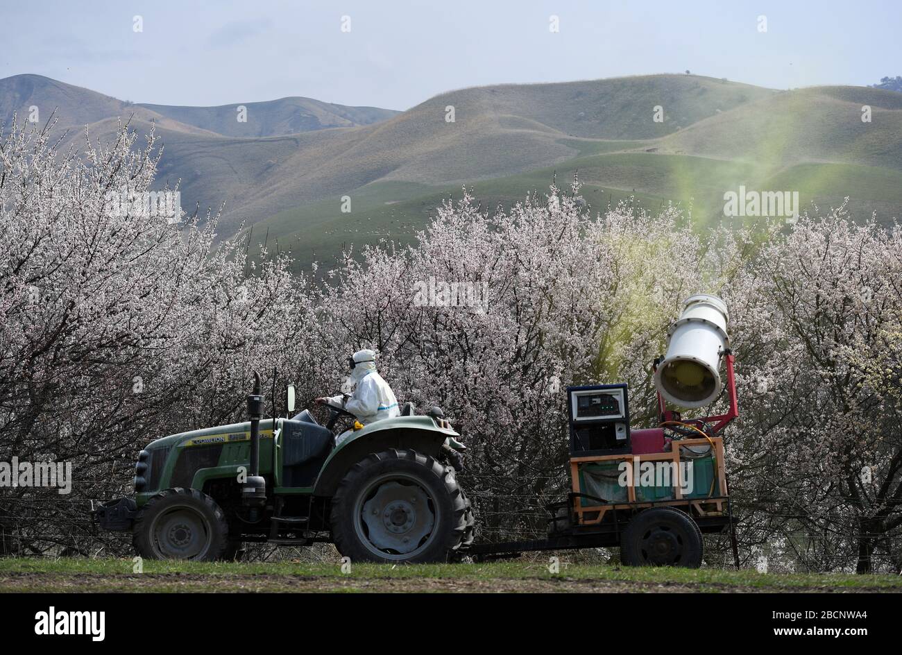 Ili, China's Xinjiang Uygur Autonomous Region. 4th Apr, 2020. A staff member sprays pesticide to apricot trees at a valley in Xinyuan County of Ili Kazakh Autonomous Prefecture, northwest China's Xinjiang Uygur Autonomous Region, on April 4, 2020. Credit: Hang Rui/Xinhua/Alamy Live News Stock Photo