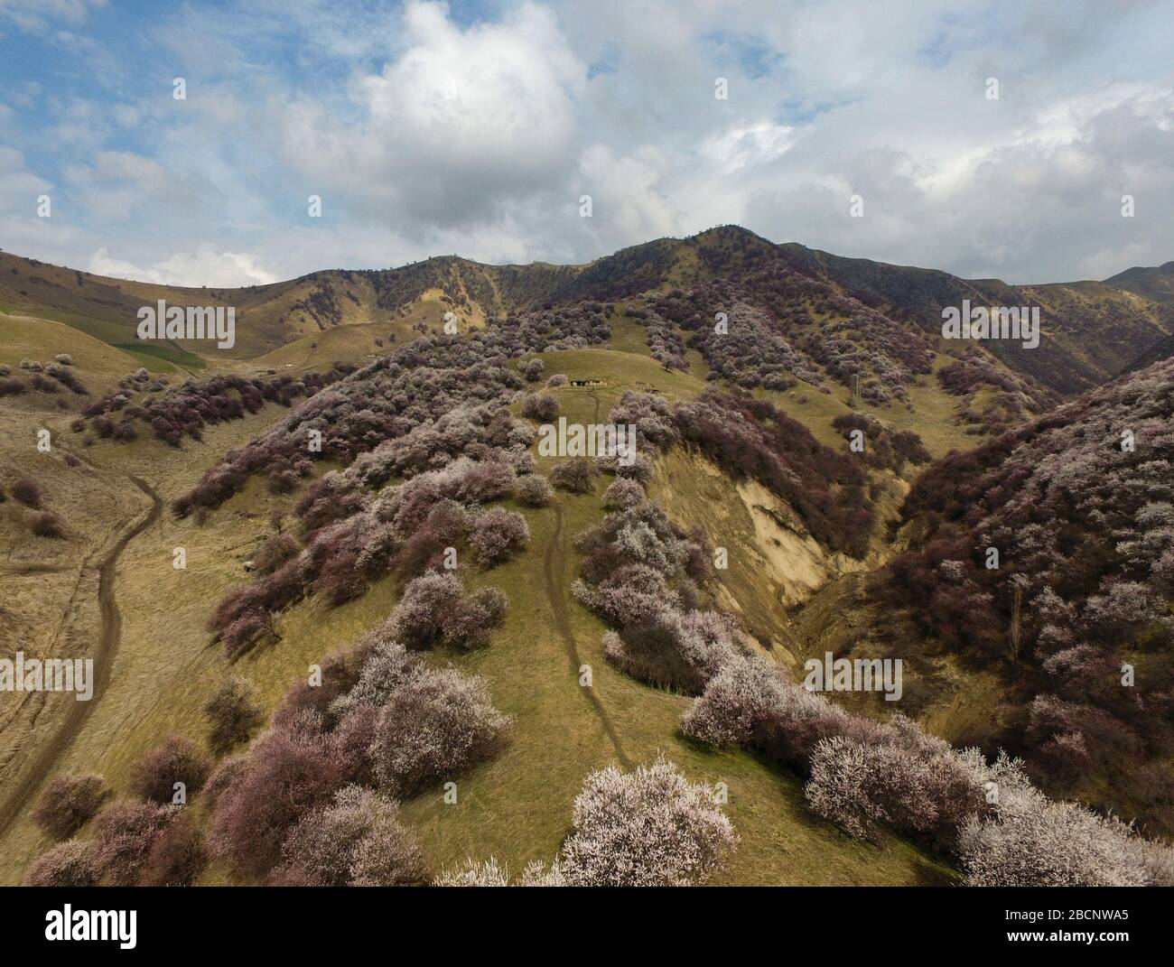 Ili. 4th Apr, 2020. Aerial photo taken on April 4, 2020 shows a valley with blossoming apricot trees in Xinyuan County of Ili Kazakh Autonomous Prefecture, northwest China's Xinjiang Uygur Autonomous Region. Credit: Song Yanhua/Xinhua/Alamy Live News Stock Photo