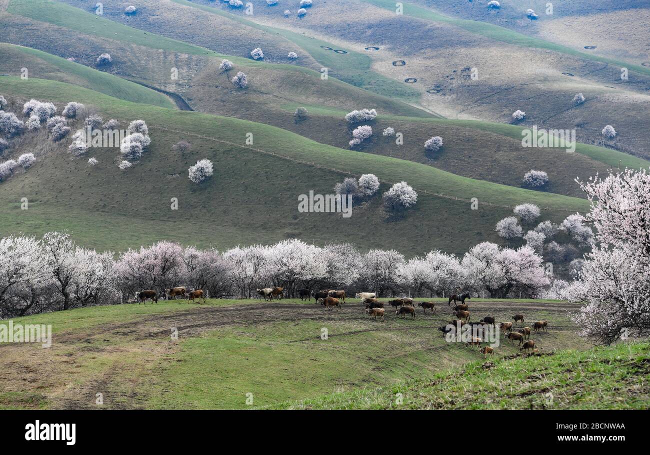 Ili, China's Xinjiang Uygur Autonomous Region. 4th Apr, 2020. A herdsman leads his livestock at a valley with blossoming apricot trees in Xinyuan County of Ili Kazakh Autonomous Prefecture, northwest China's Xinjiang Uygur Autonomous Region, on April 4, 2020. Credit: Song Yanhua/Xinhua/Alamy Live News Stock Photo