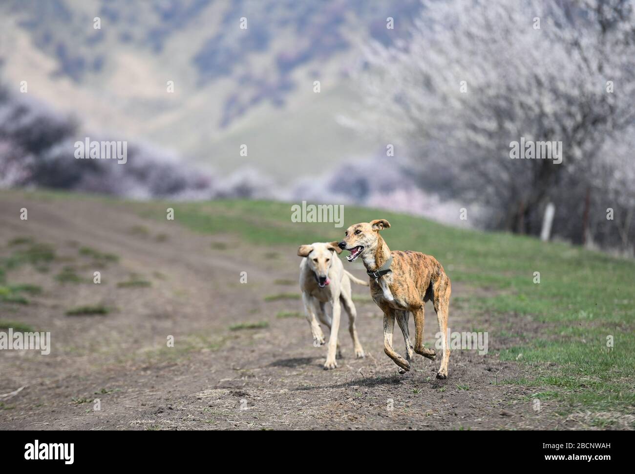 Ili, China's Xinjiang Uygur Autonomous Region. 4th Apr, 2020. Dogs run on the grass at a valley with blossoming apricot trees in Xinyuan County of Ili Kazakh Autonomous Prefecture, northwest China's Xinjiang Uygur Autonomous Region, on April 4, 2020. Credit: Song Yanhua/Xinhua/Alamy Live News Stock Photo