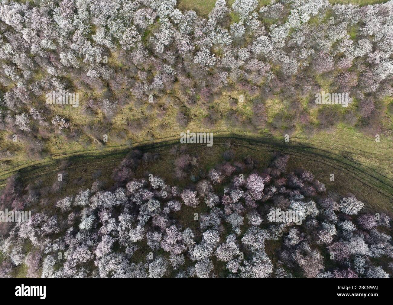 Ili. 4th Apr, 2020. Aerial photo taken on April 4, 2020 shows a valley with blossoming apricot trees in Xinyuan County of Ili Kazakh Autonomous Prefecture, northwest China's Xinjiang Uygur Autonomous Region. Credit: Song Yanhua/Xinhua/Alamy Live News Stock Photo