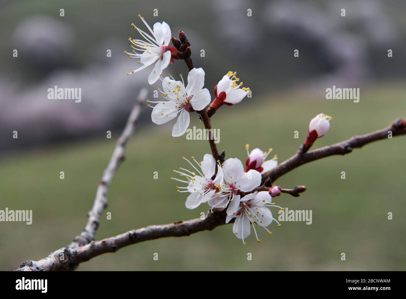 Ili. 4th Apr, 2020. Photo taken on April 4, 2020 shows apricot blossoms at a valley in Xinyuan County of Ili Kazakh Autonomous Prefecture, northwest China's Xinjiang Uygur Autonomous Region. Credit: Hang Rui/Xinhua/Alamy Live News Stock Photo