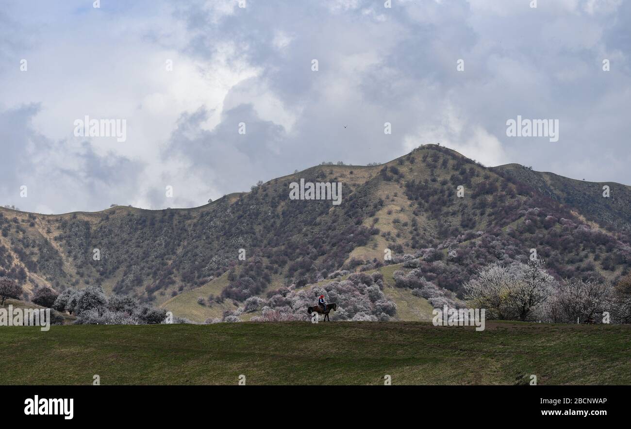 Ili. 4th Apr, 2020. Photo taken on April 4, 2020 shows a herdsman riding a horse at a valley with blossoming apricot trees in Xinyuan County of Ili Kazakh Autonomous Prefecture, northwest China's Xinjiang Uygur Autonomous Region. Credit: Song Yanhua/Xinhua/Alamy Live News Stock Photo