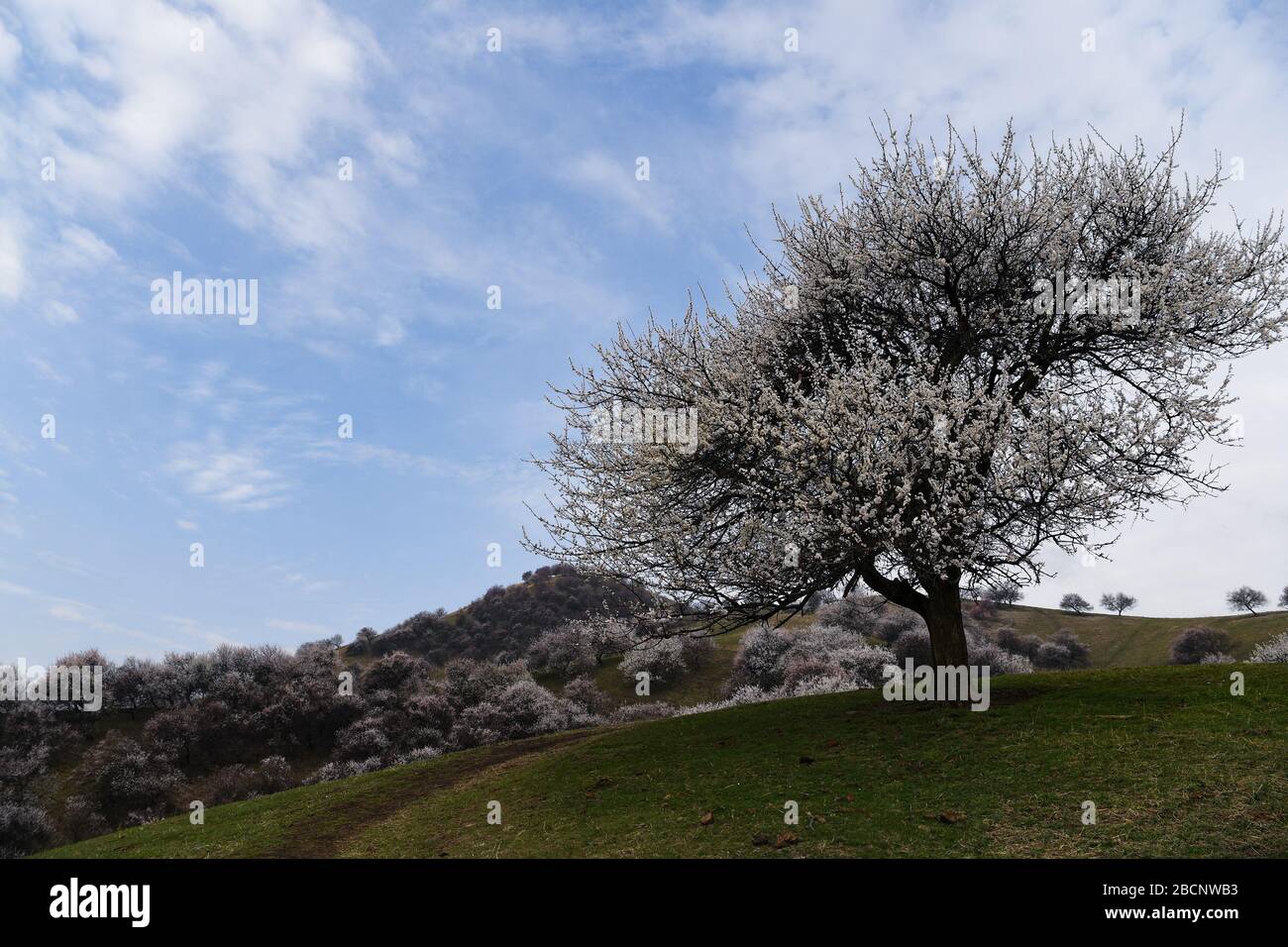 Ili. 4th Apr, 2020. Photo taken on April 4, 2020 shows a blossoming apricot tree at a valley in Xinyuan County of Ili Kazakh Autonomous Prefecture, northwest China's Xinjiang Uygur Autonomous Region. Credit: Song Yanhua/Xinhua/Alamy Live News Stock Photo