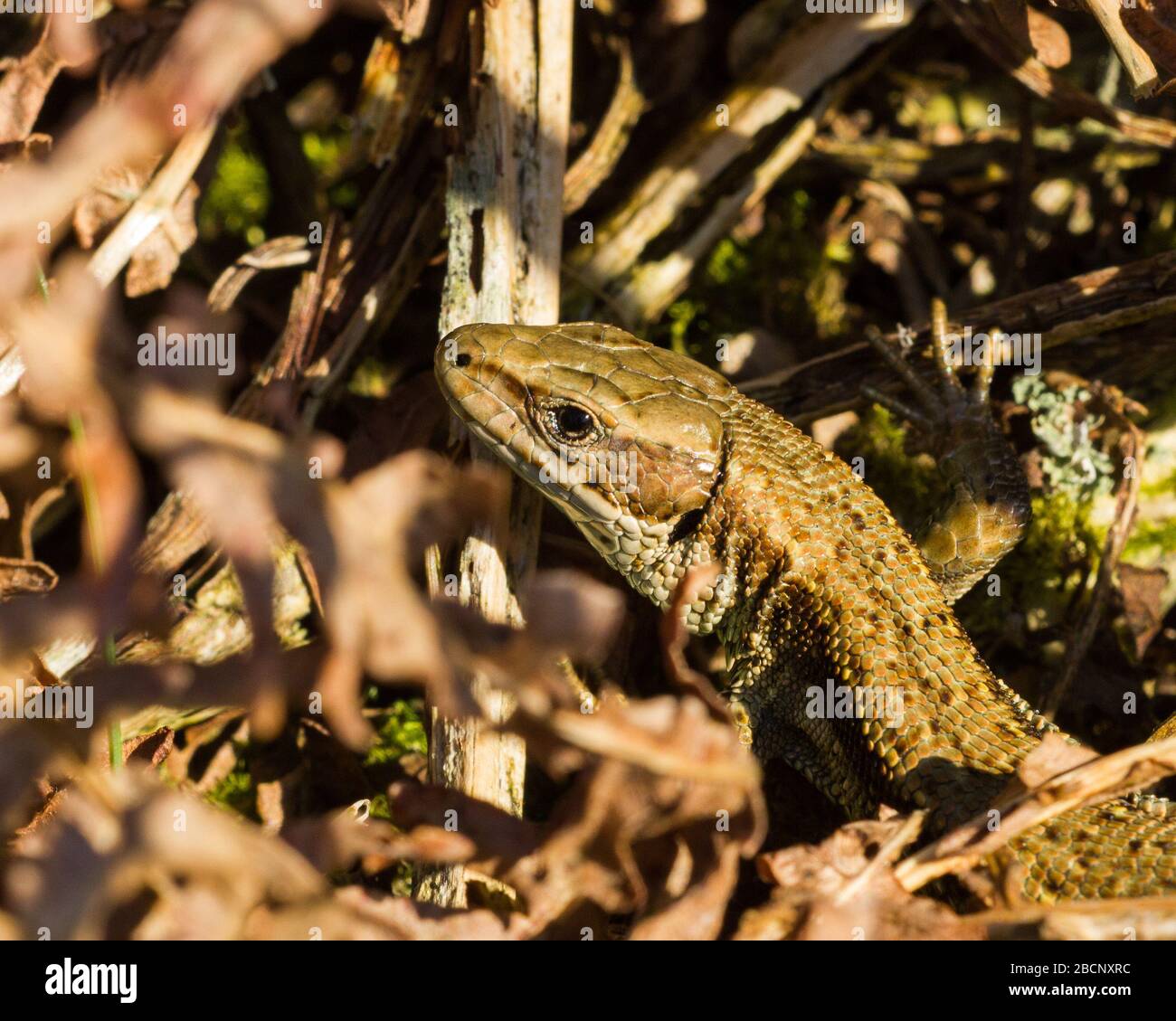 Female Common Lizard in Derbyshire UK British reptile Stock Photo Alamy