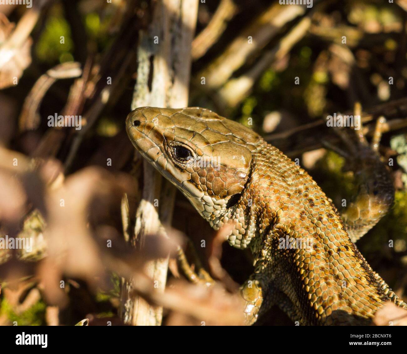 Female Common Lizard in Derbyshire UK British reptile Stock Photo Alamy