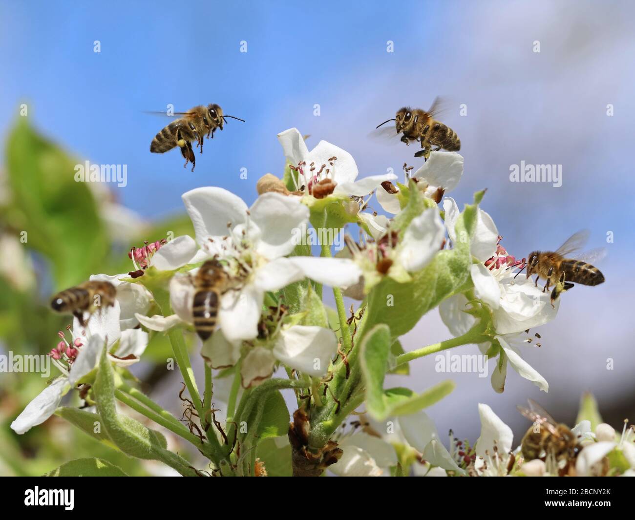 Beautiful shot of a honey bee hi-res stock photography and images - Alamy