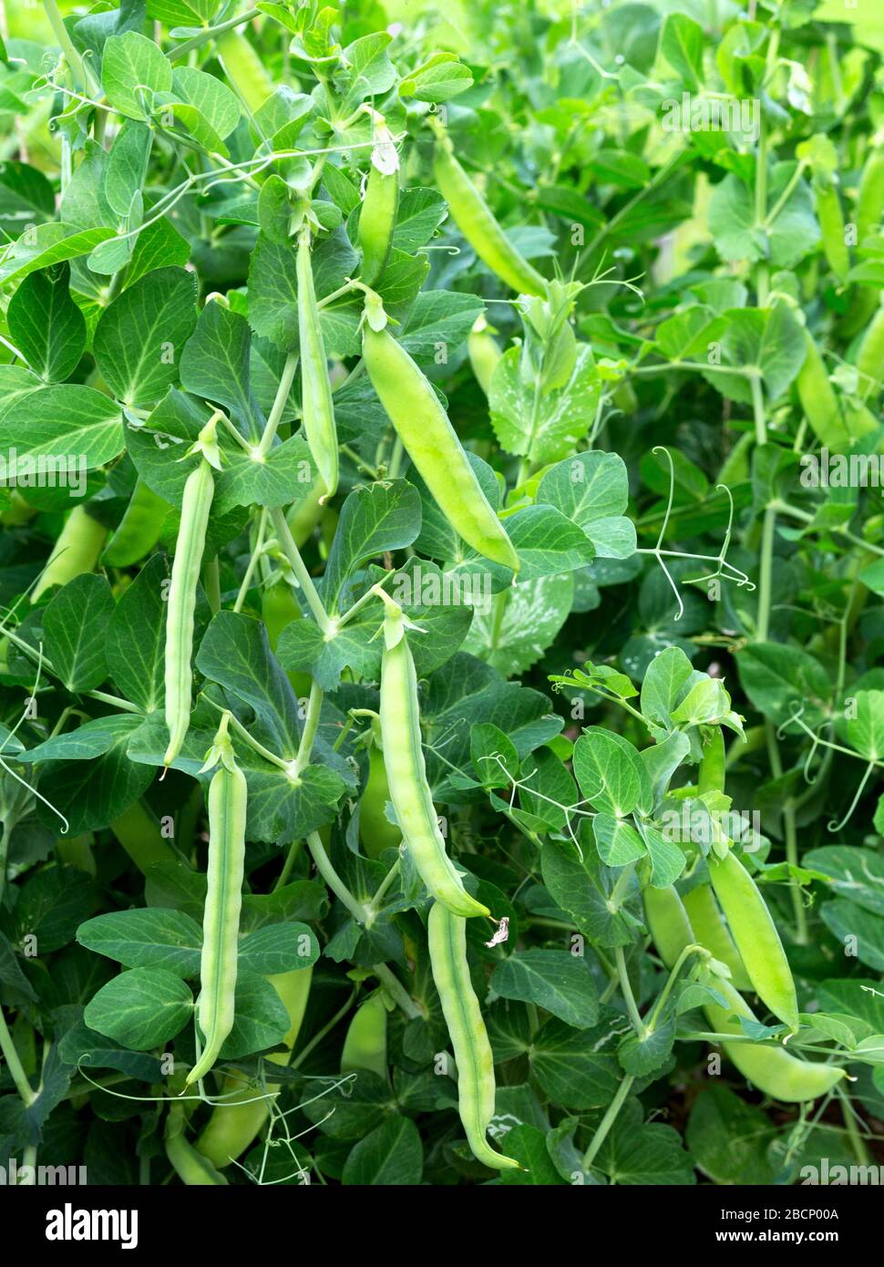 Peas plant growing on the farm. Pods of young green peas. Sweet Pea (pisum sativum). Stock Photo