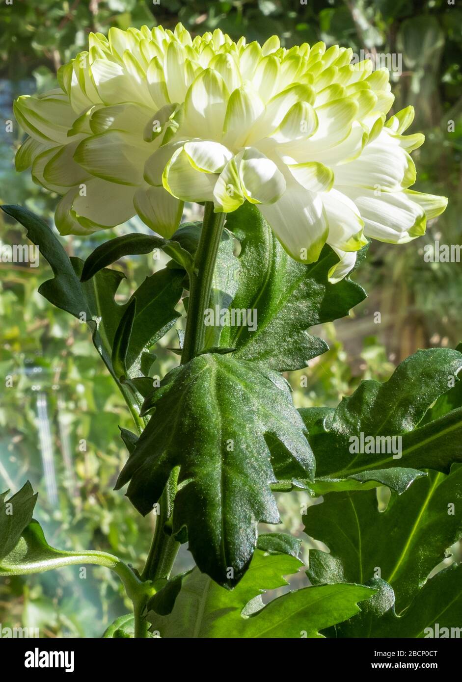 fraisiers plante 3 Fraisiers remontants à fleurs roses Toscana en pot main image 1