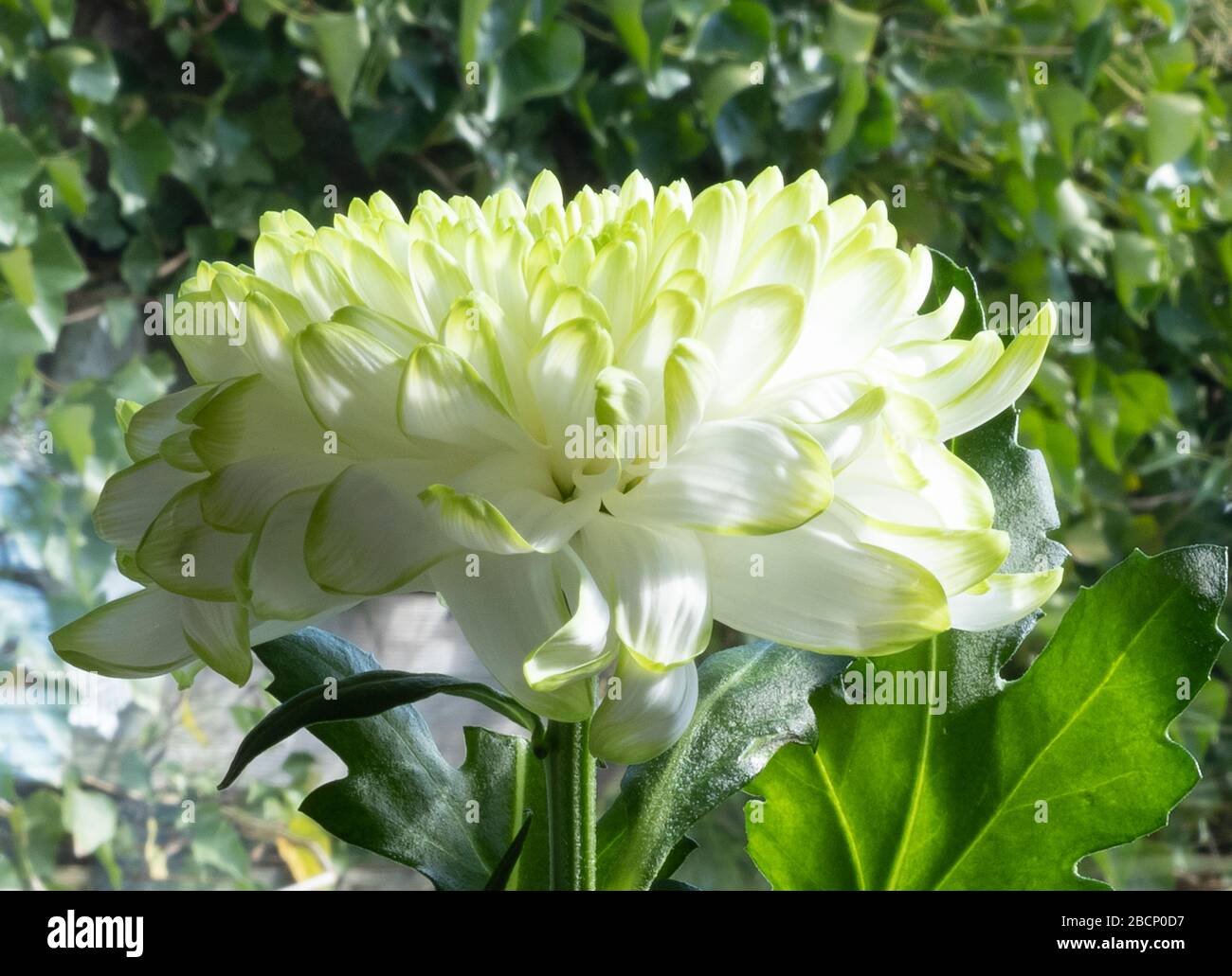 closeup of white Chrysant flower with shadows, against green natural  background Stock Photo - Alamy