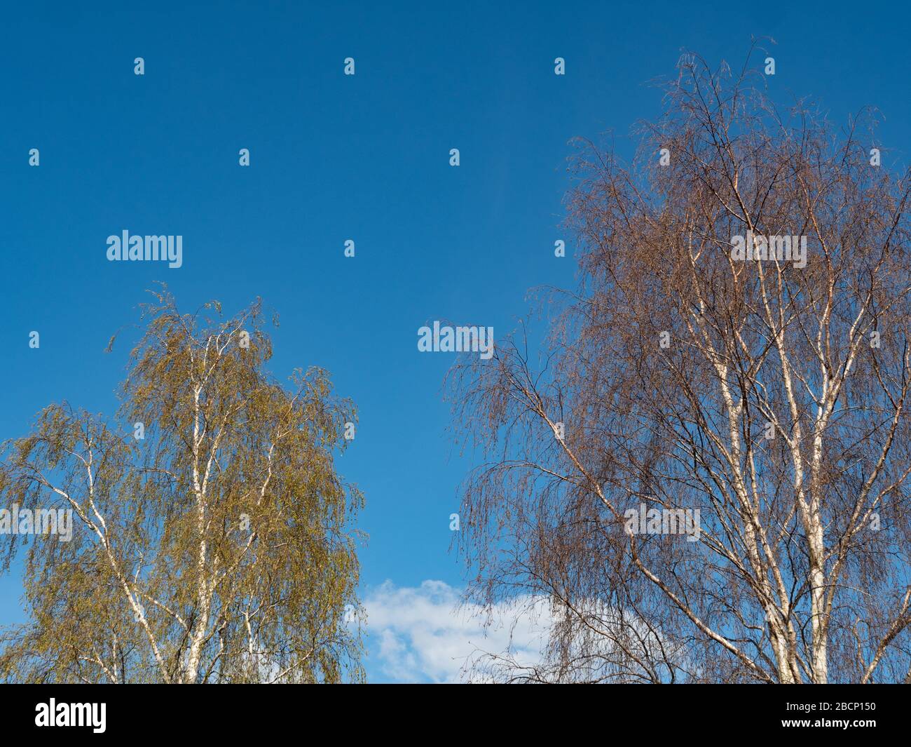 Silver birch (Betula pendular) trees against a blue sky Stock Photo