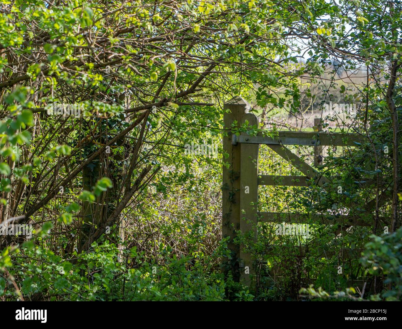 Overgrown gate in hawthorn hedgerow in spring sunshine. Stock Photo