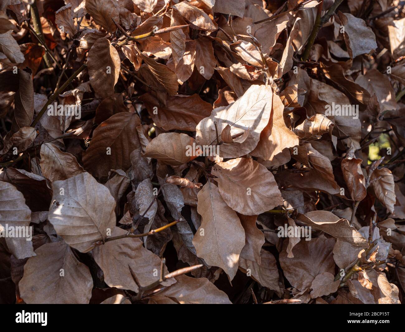 A hedge of Copper Beech, Fagus sylvatica with sunshine highlighting one leaf. Stock Photo