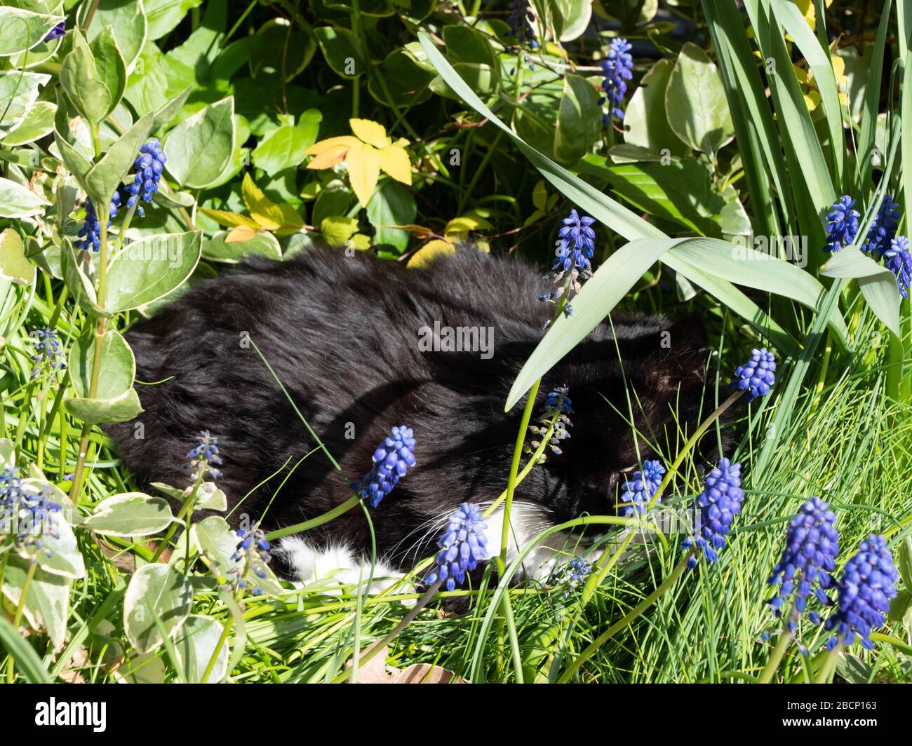 Black and white cat curled up, asleep in a bed of Grape Hyacinths Stock