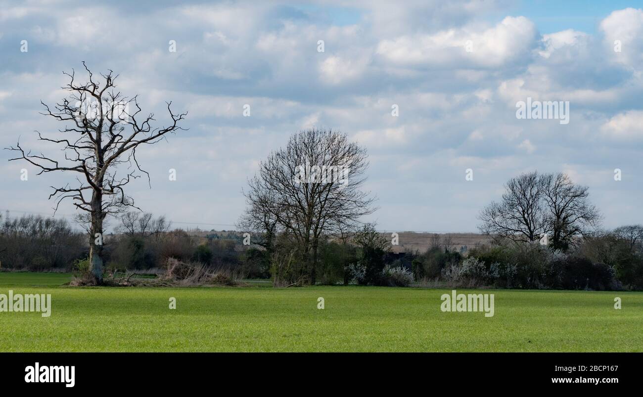 Bare trees in a line on the horizon interspersed with bushes flanking a green field of young wheat, all in spring sunshine. Stock Photo