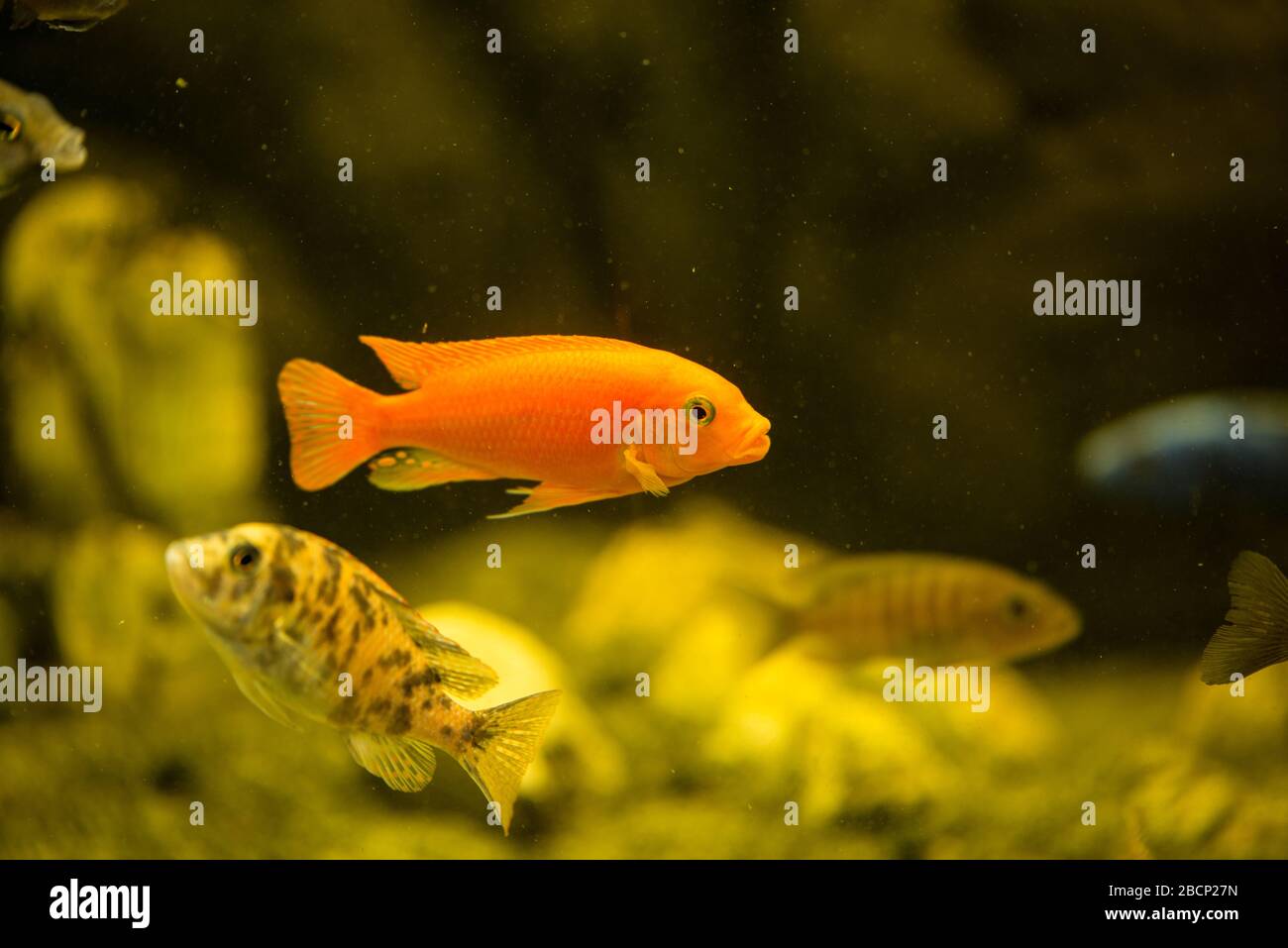 Colorful mbuna african cichlids fish swimming in aquarium Stock Photo