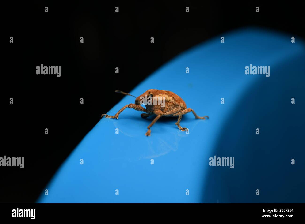 Four Legged Insect A weevil beetle with only four legs on a blue surface Stock Photo - Alamy