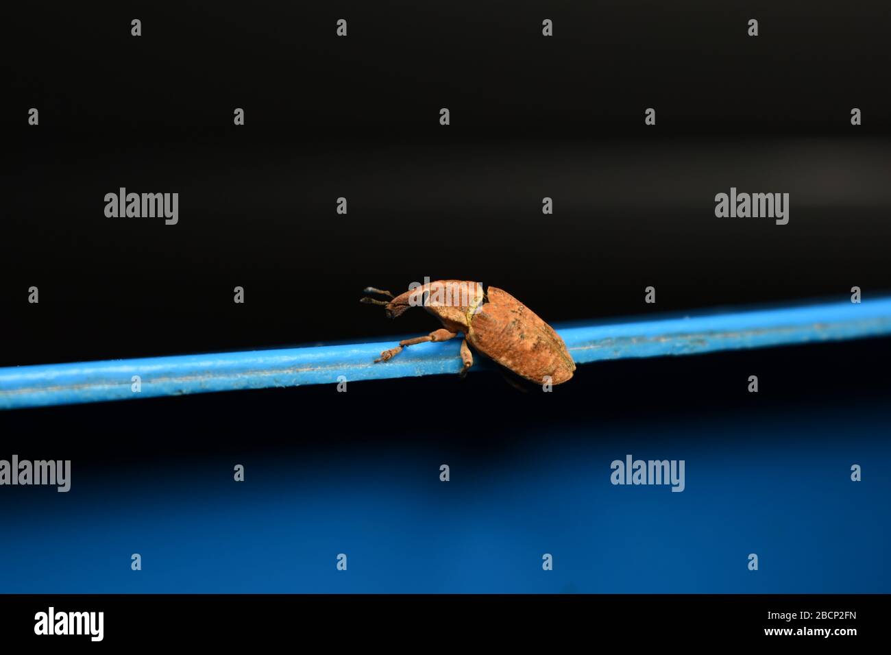 A Weevil beetle crawling on blue surface with dark background Stock Photo