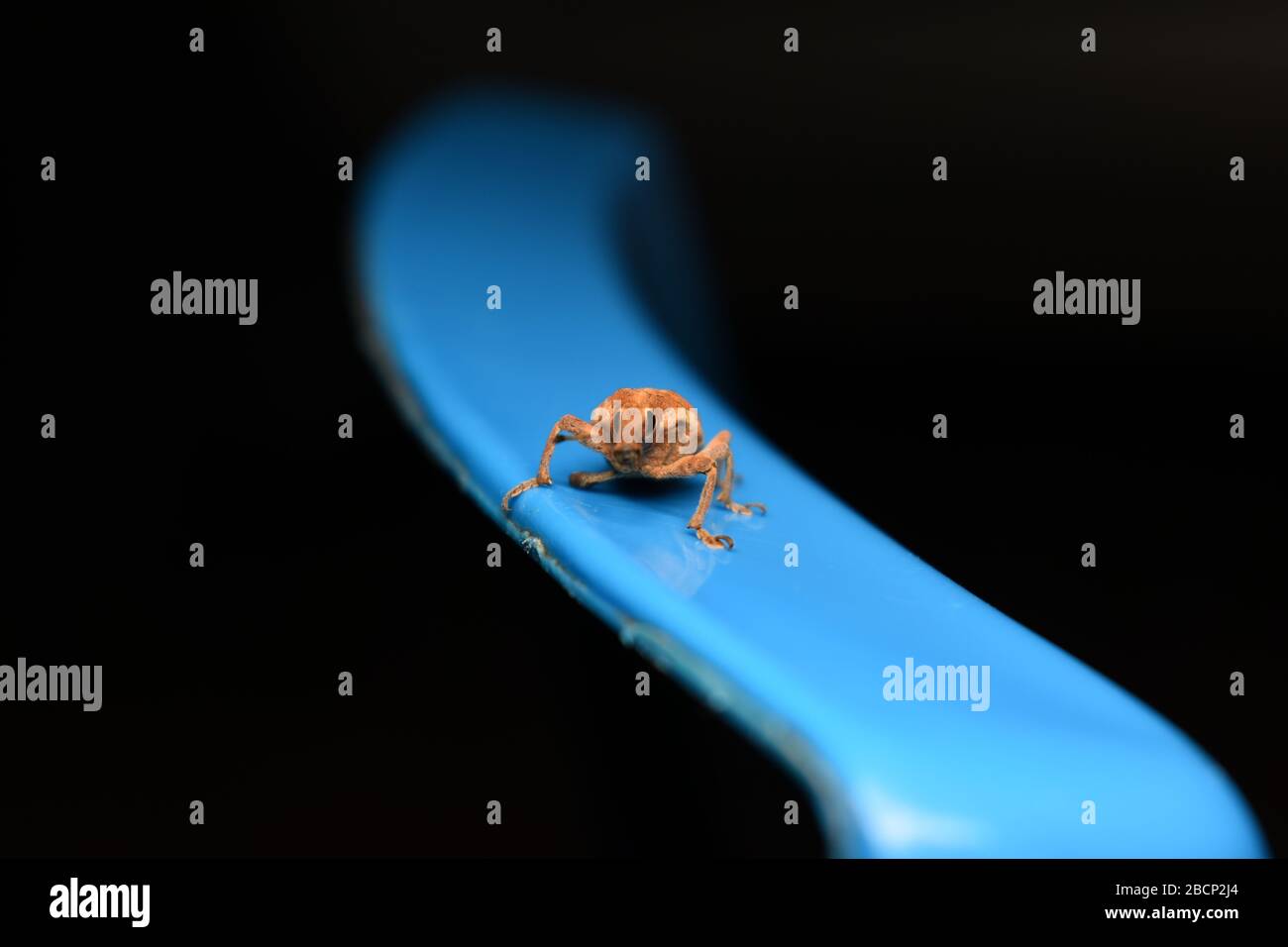 A Weevil beetle crawling on blue surface with dark background Stock Photo