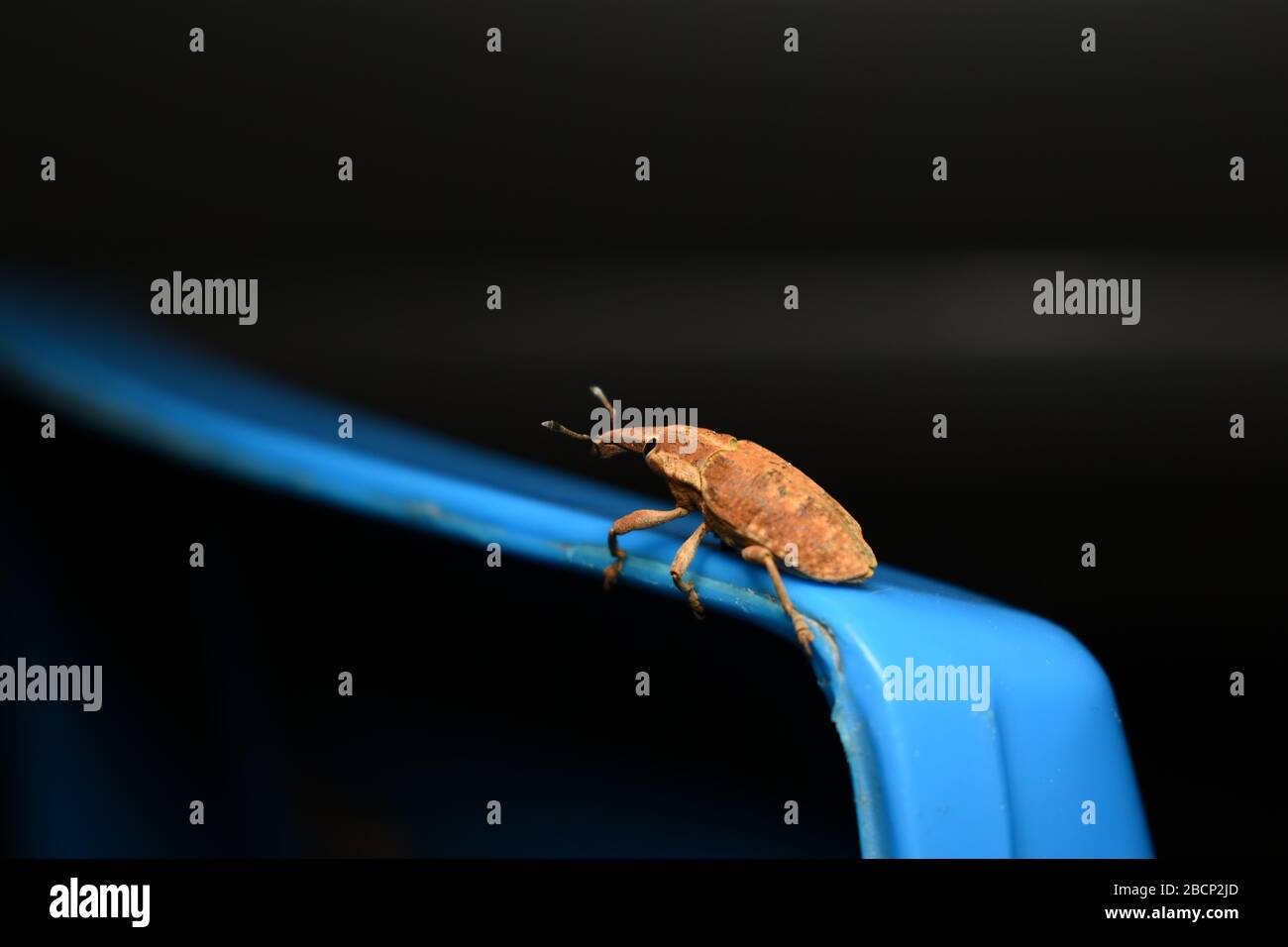 A Weevil beetle crawling on blue surface with dark background Stock Photo