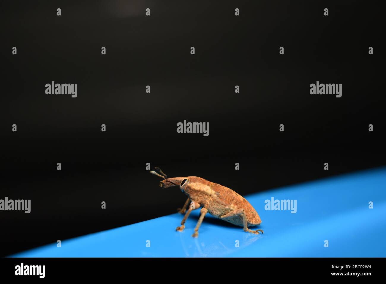 A weevil beetle crawling on blue surface with dark background Stock Photo
