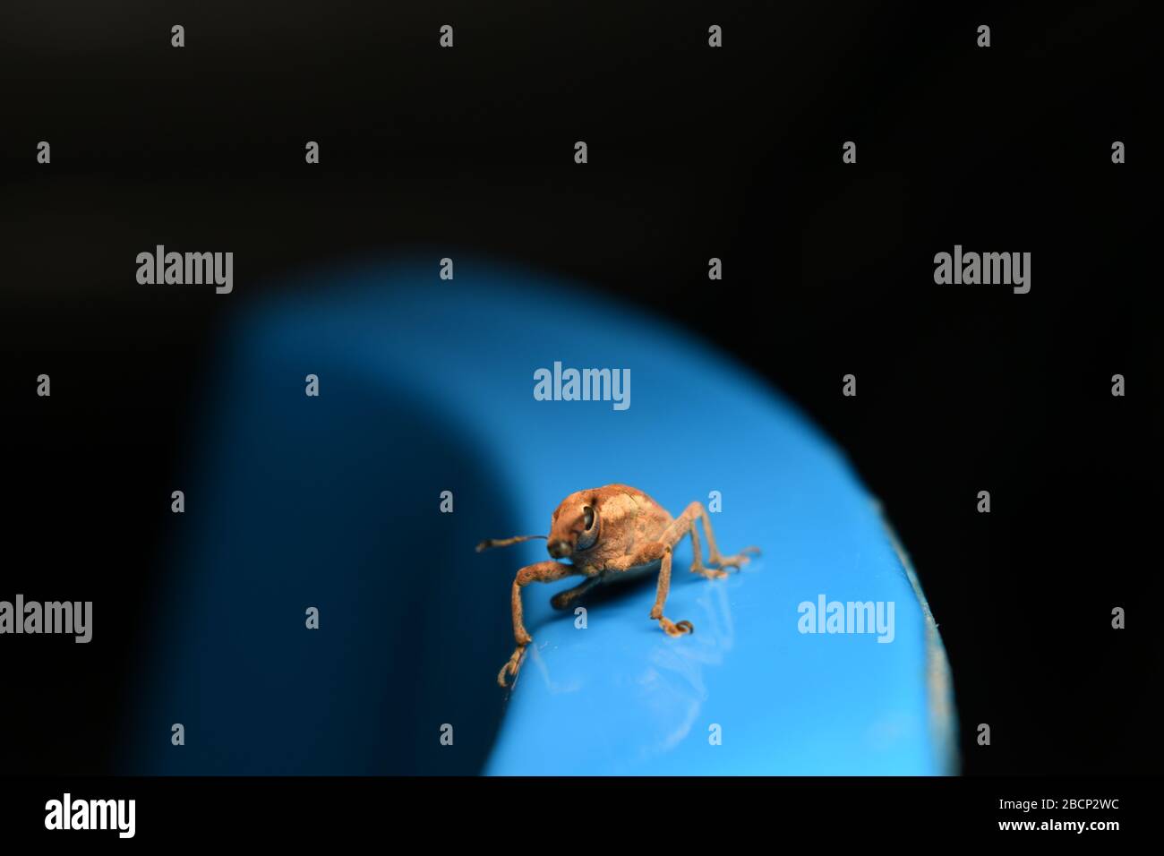 A weevil beetle crawling on blue surface with dark background Stock Photo