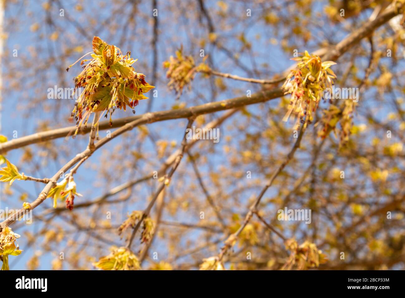 Maple buds. Trees bloom in spring. Young maple.My beautiful day. Stock Photo