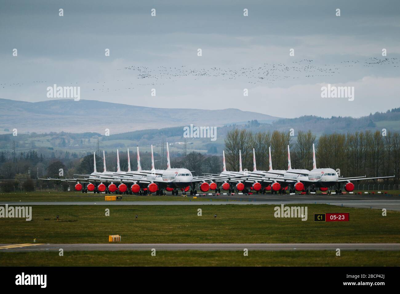 A flock of migrating birds fly over grounded British Airways aeroplanes at Glasgow Airport. The planes have been grounded due to the spread of Corona . Stock Photo