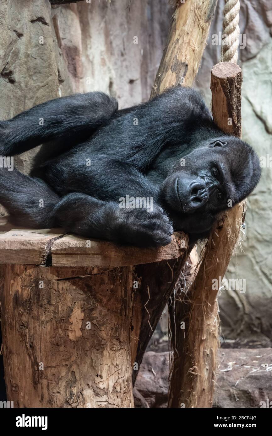 Western lowland gorilla (Gorilla gorilla gorilla) lay in Warsaw Zoo zoological garden in Warsaw, Poland Stock Photo